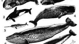 300px-Cetacea.jpg