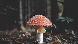 florian-van-duyn-383221-unsplash_resized.jpg