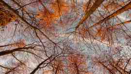 forest-3147.jpg