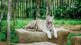 ho-bengal-1.jpg