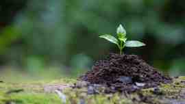 plant-growing-ground.jpg