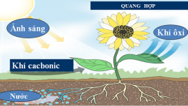 quang-hop-la-gi-3.png