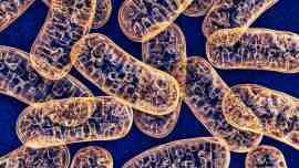 what-are-mitochondria_3.jpg